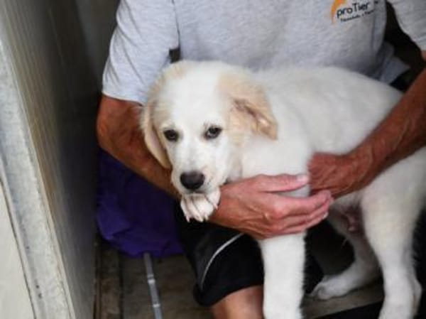 Romeo hofft auf eigenes Körbchen