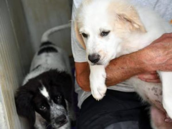 Romeo hofft auf eigenes Körbchen