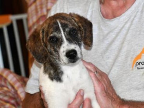 Dario wartet sehnsüchtig auf Sie