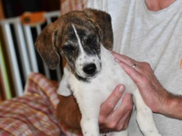 Dario wartet sehnsüchtig auf Sie