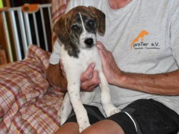 Dario wartet sehnsüchtig auf Sie