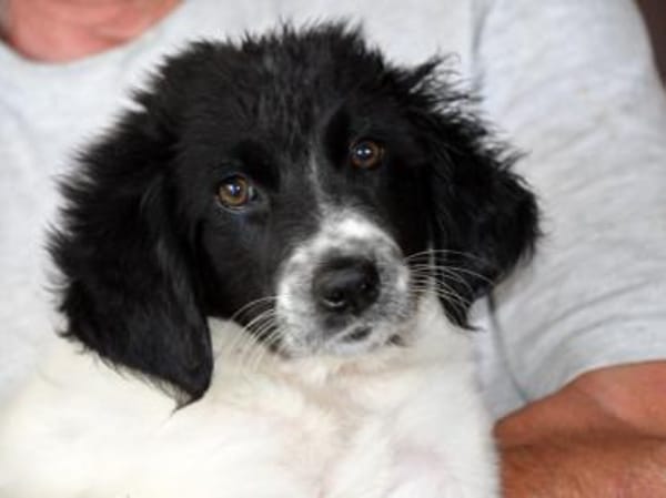 Cesara möchte Ihre Familie bereichern