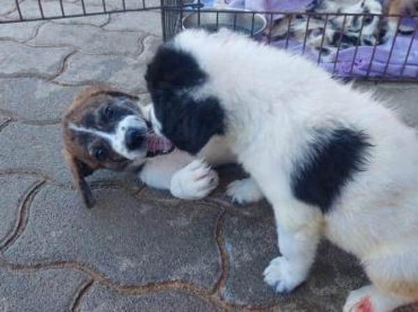 Cesara möchte Ihre Familie bereichern