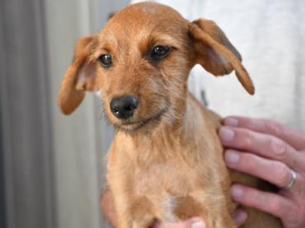 Alfio sucht sein Glück