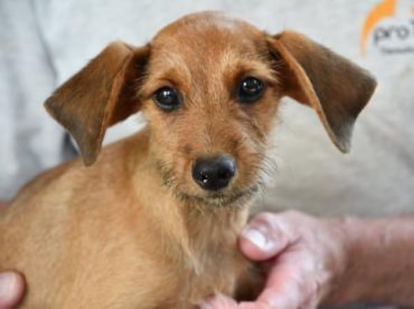 Alfio sucht sein Glück