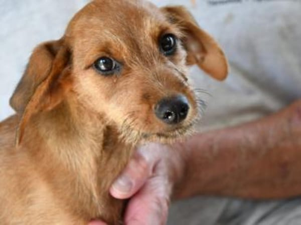 Alfio sucht sein Glück