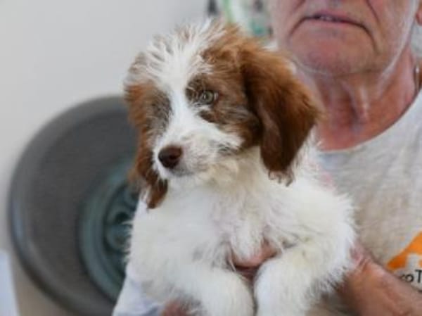 Carlina möchte Ihnen Freude bereiten