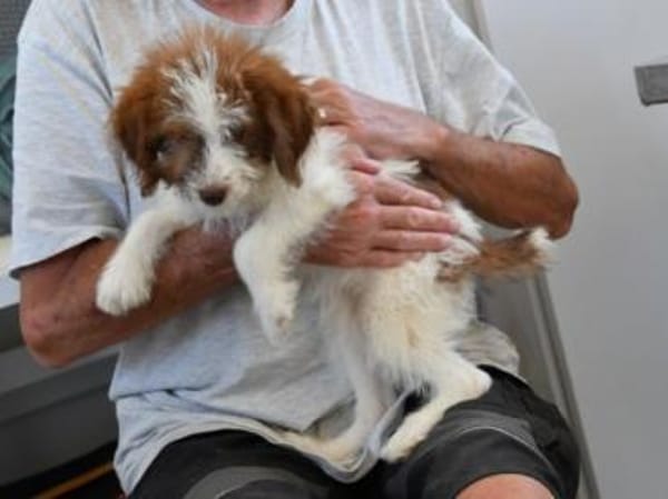 Carlina möchte Ihnen Freude bereiten