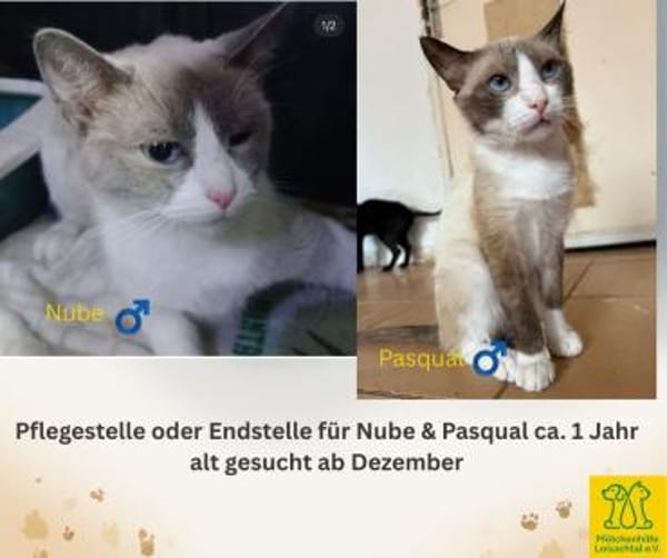 Pflegestelle oder Endstelle gesucht