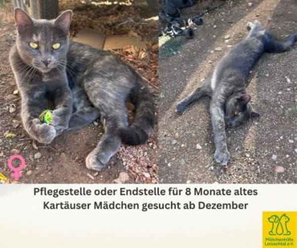 Pflegestelle oder Endstelle gesucht
