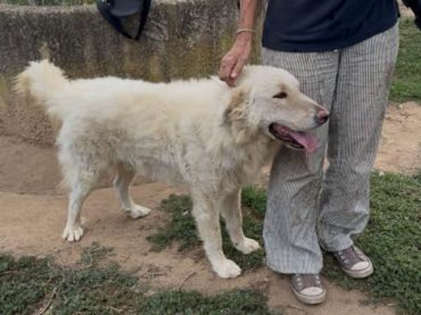 Polo wünscht sich ein Zuhause