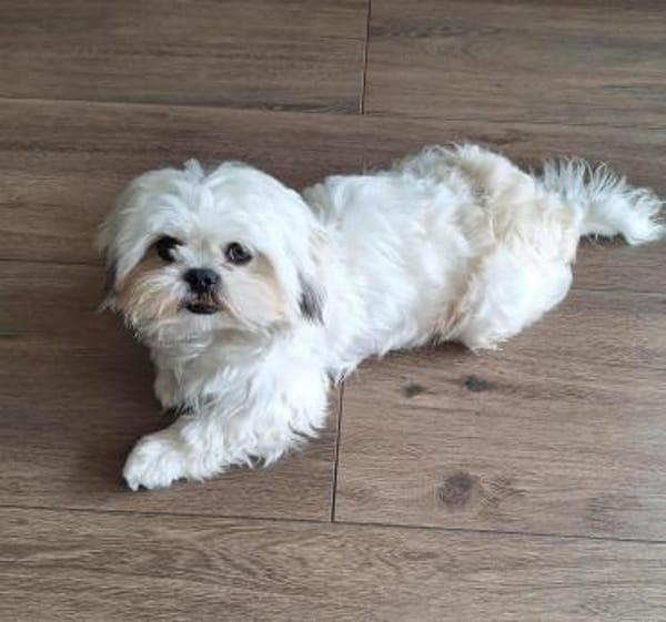 Indy in 69126 Heidelberg #