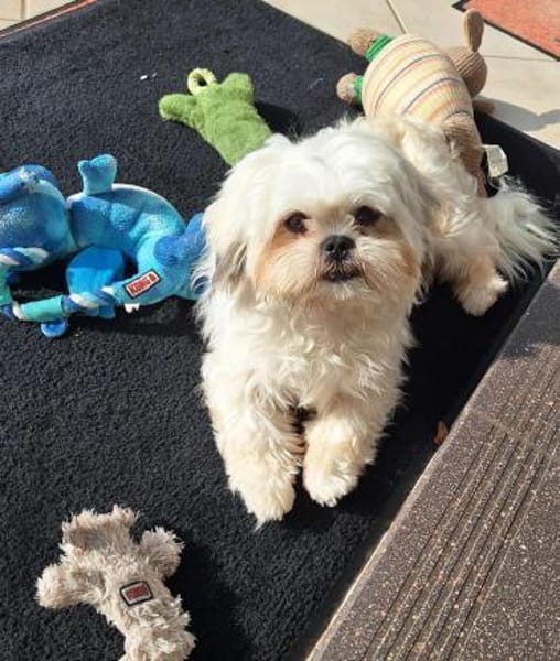 Indy in 69126 Heidelberg #