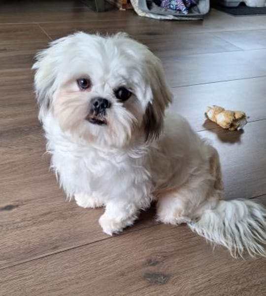 Indy in 69126 Heidelberg #