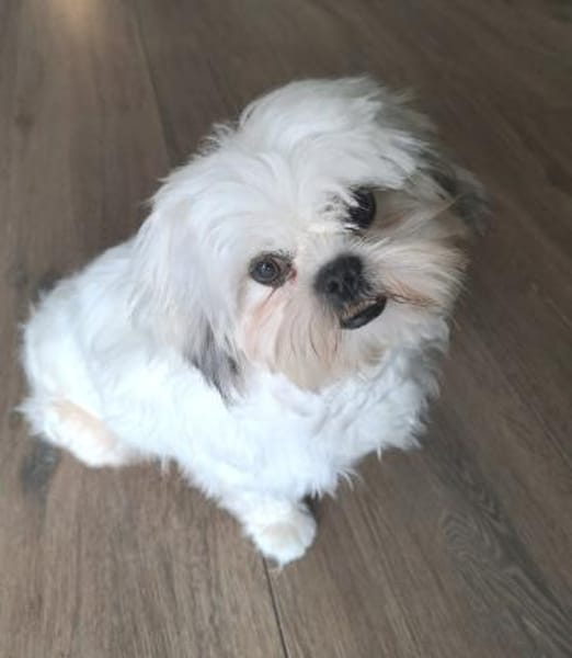 Indy in 69126 Heidelberg #