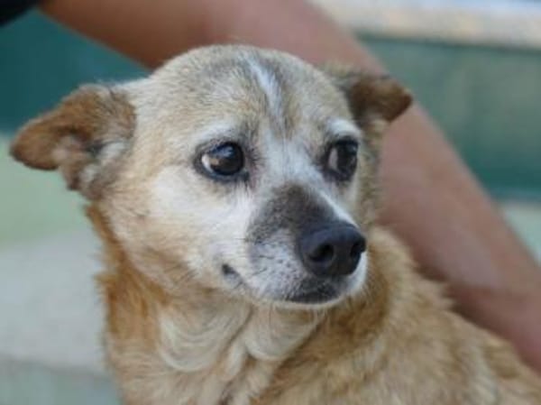 Familienanschluss für Akita gesucht