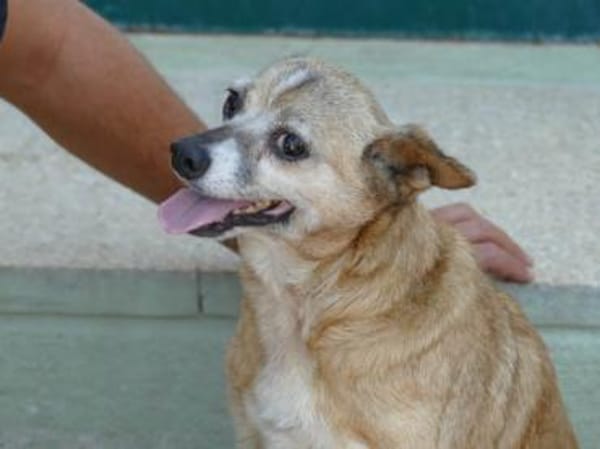 Familienanschluss für Akita gesucht