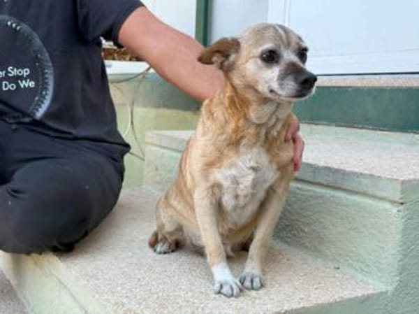 Familienanschluss für Akita gesucht