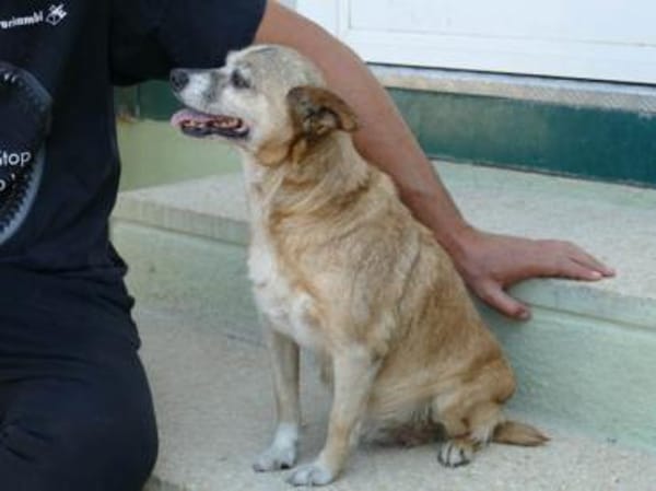 Familienanschluss für Akita gesucht