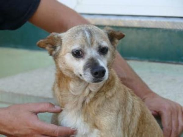 Familienanschluss für Akita gesucht