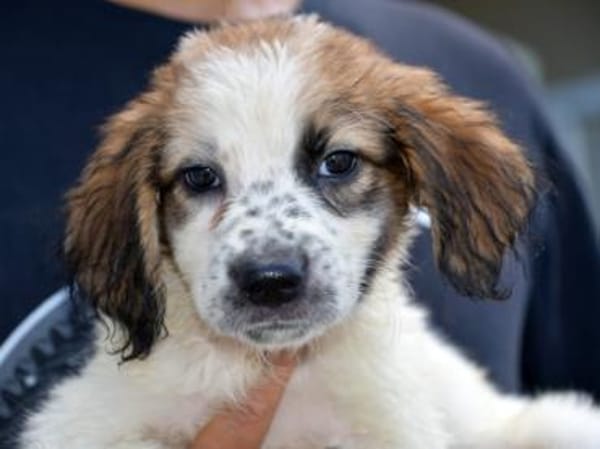 Darf Astolfo zu Ihnen ziehen?