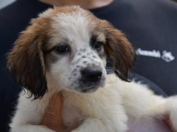 Darf Astolfo zu Ihnen ziehen?