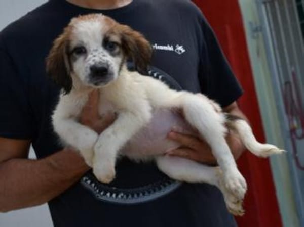 Darf Astolfo zu Ihnen ziehen?