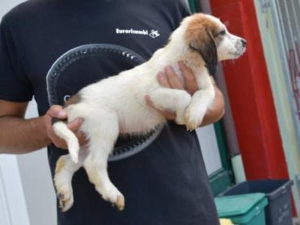 Darf Astolfo zu Ihnen ziehen?