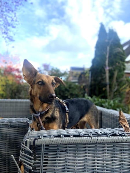 Treue Seele Rina, kinderlieb,sanft (E)