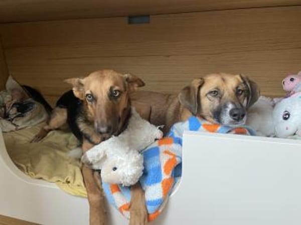 Treue Seele Rina, kinderlieb,sanft (E)