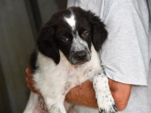 Rodeo hofft auf seine Chance