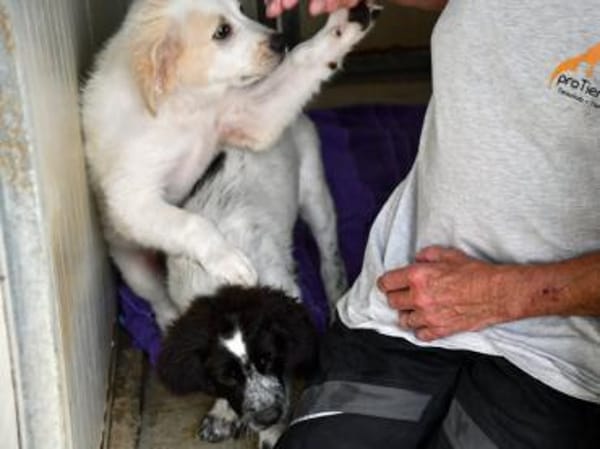 Rodeo hofft auf seine Chance