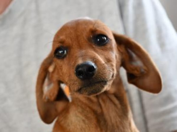 Familie für Arno gesucht