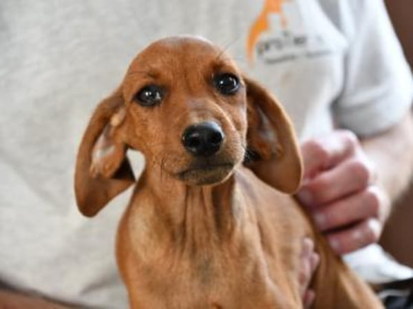 Familie für Arno gesucht