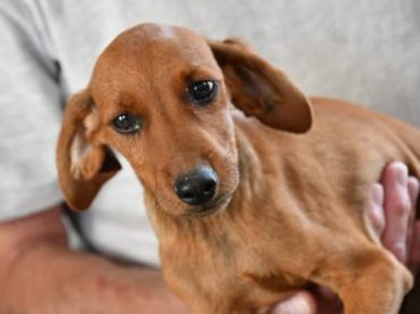 Familie für Arno gesucht