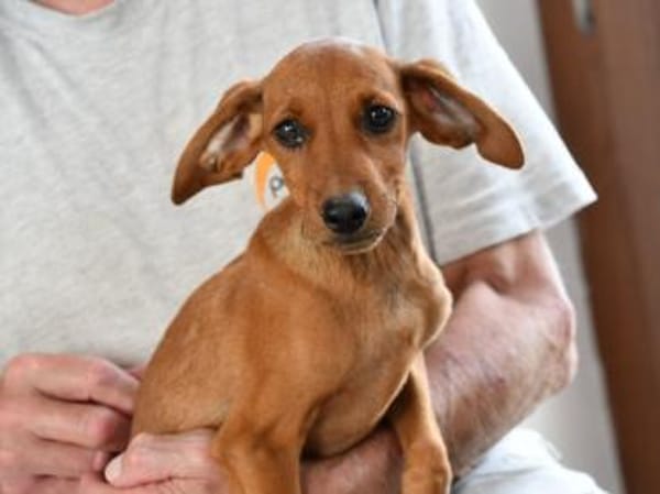 Familie für Arno gesucht