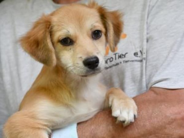 Geben Sie Costant ein Zuhause?