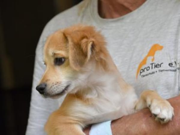 Geben Sie Costant ein Zuhause?