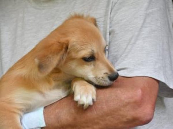 Geben Sie Costant ein Zuhause?