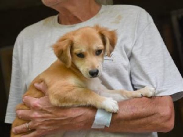 Geben Sie Costant ein Zuhause?