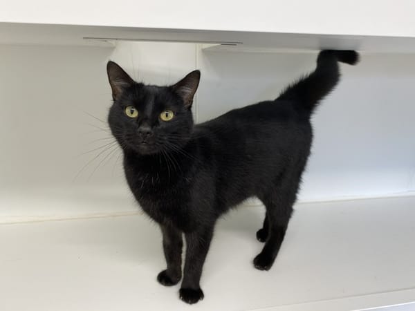 MIDNIGHT (En cours d'adoption)