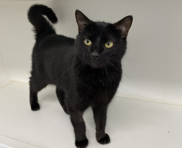 MIDNIGHT (En cours d'adoption)