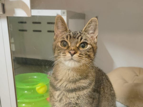 Athéna (Réservée)