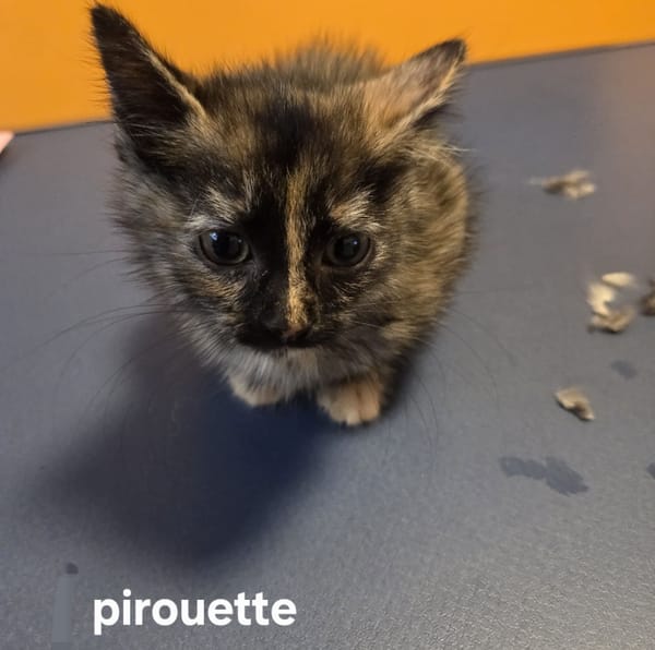 Pirouette (En cours d'adoption)