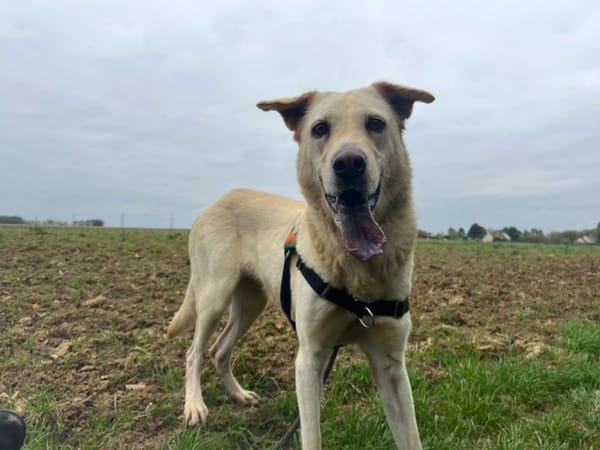 NALA (réservée) OAA19870