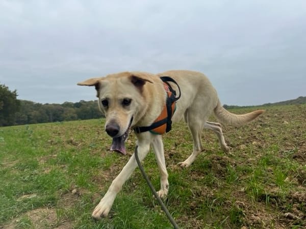 NALA (réservée) OAA19870