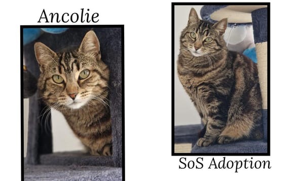 ANCOLIE (Réservée)