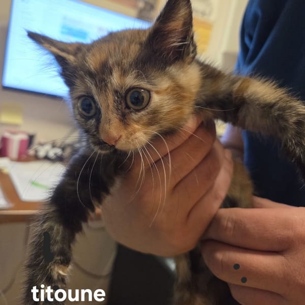 Titoune (En cours d'adoption)