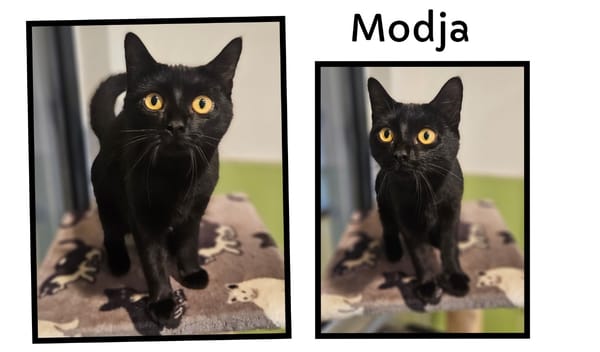 MODJA (Réservée)