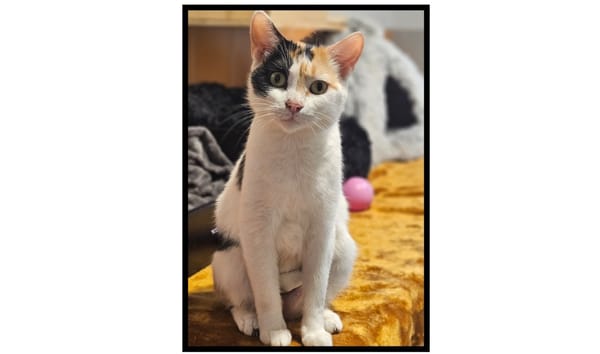 CAPUCINE (Réservée)